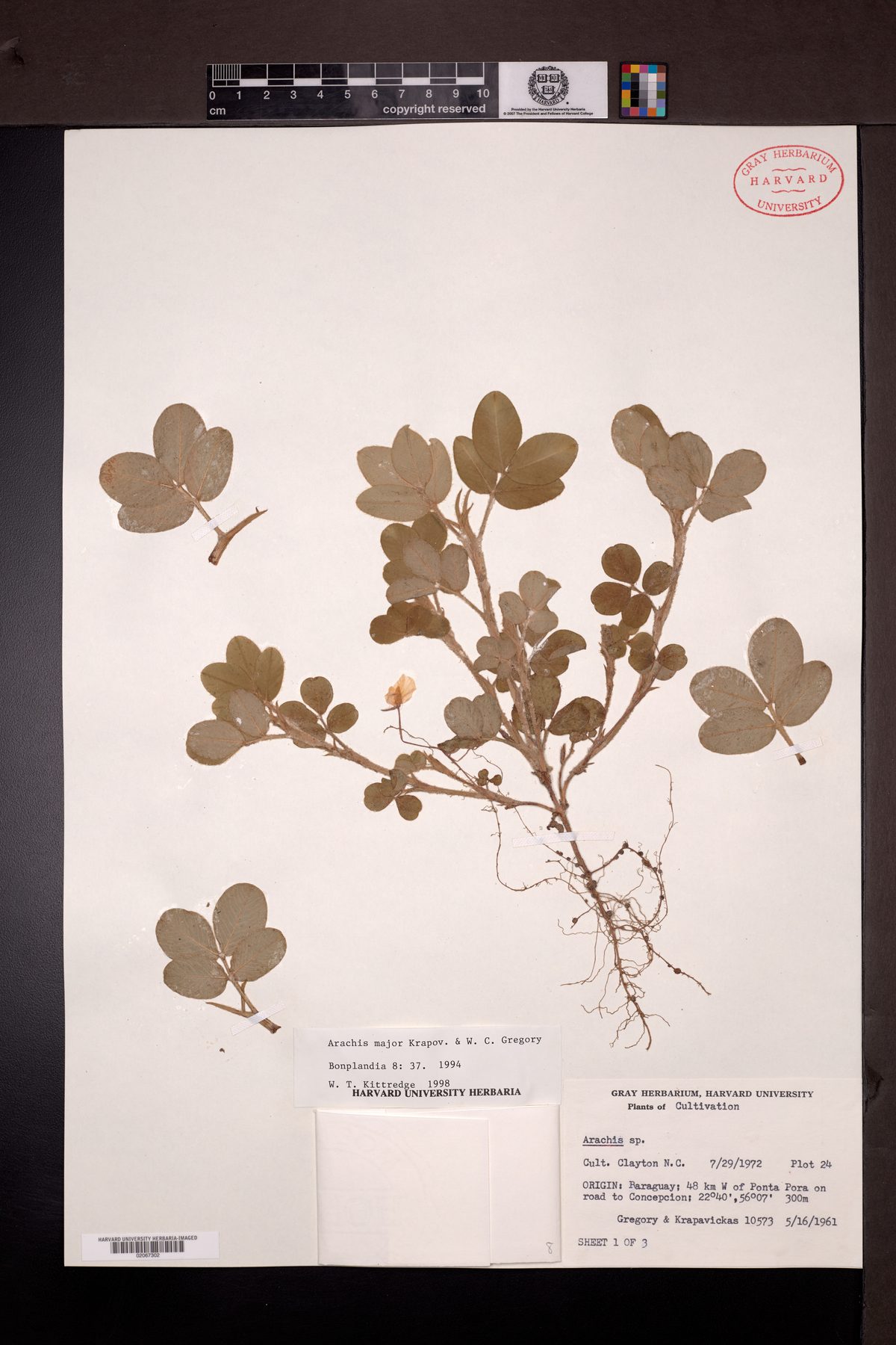 Arachis major — photo