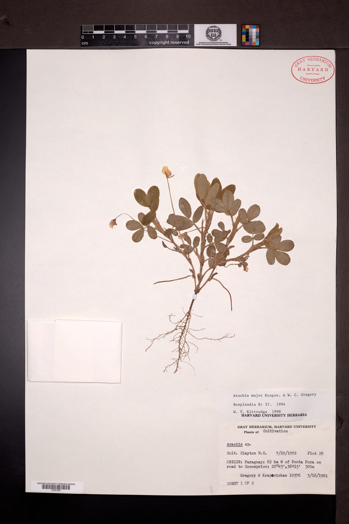 Arachis major — photo