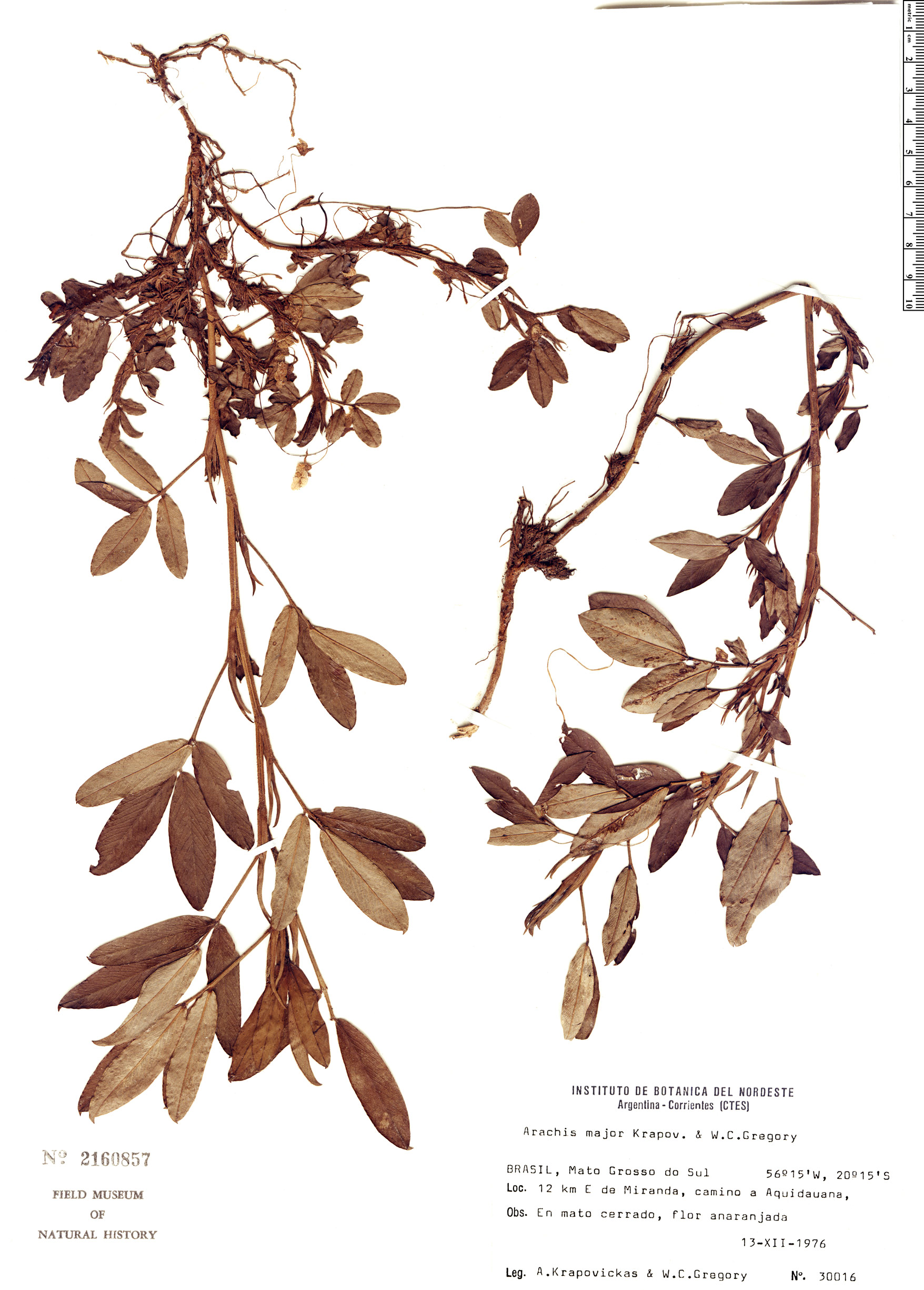 Arachis major