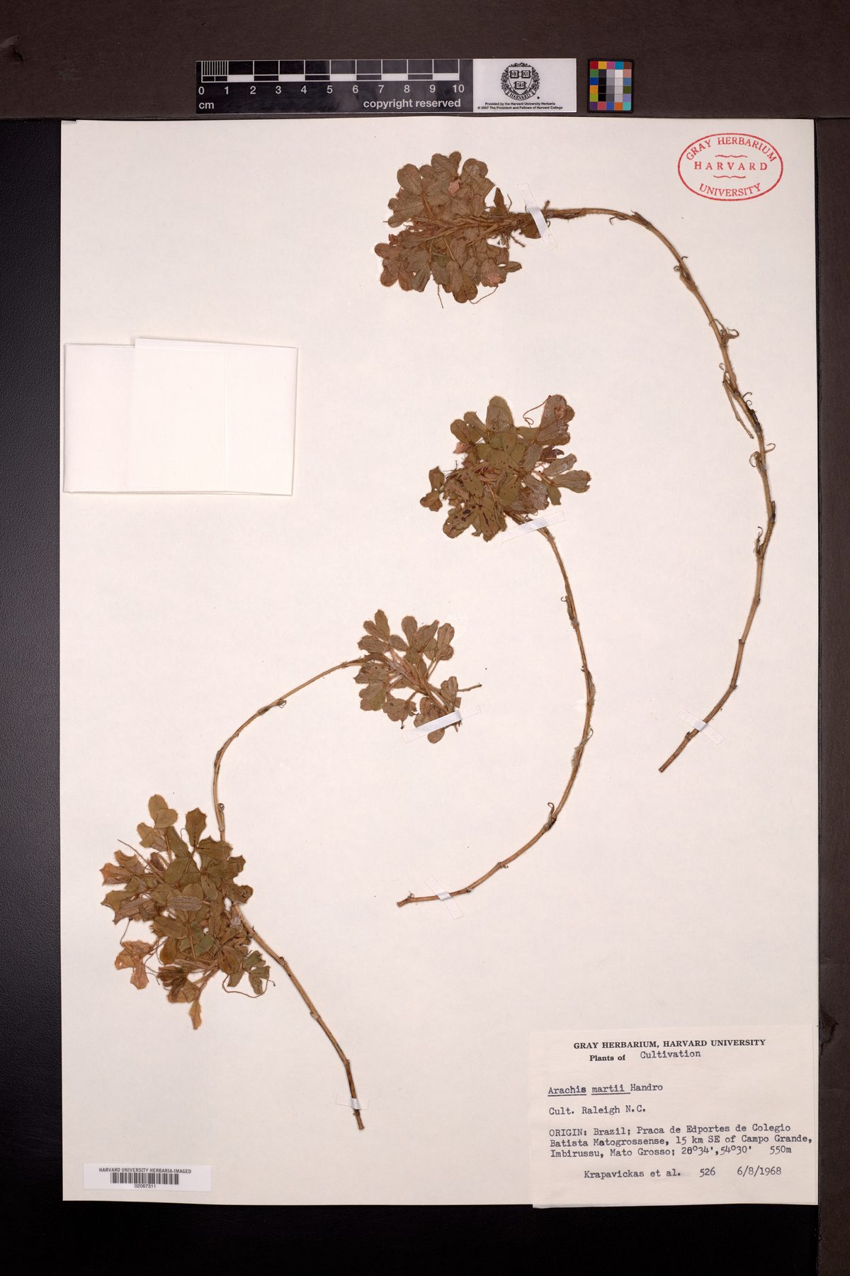 Arachis martii — photo