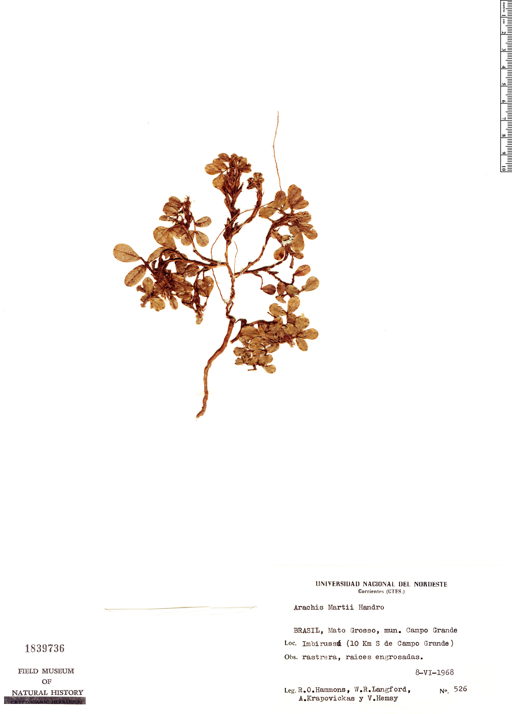 Arachis martii