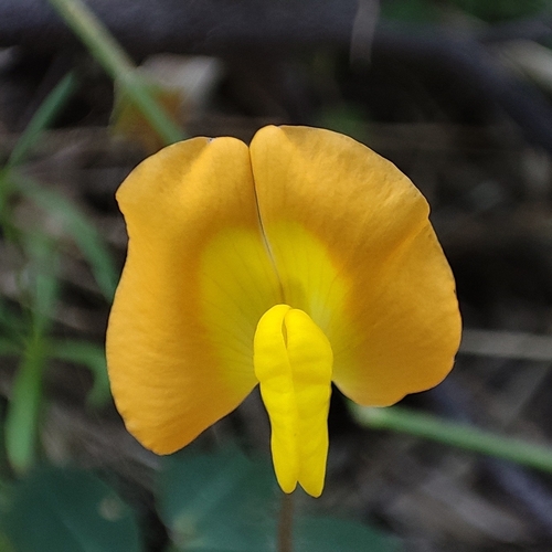 Arachis nitida — photo