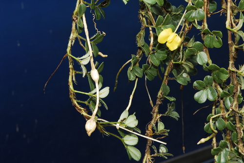 Arachis nitida — photo