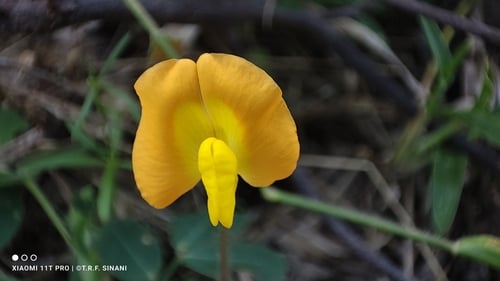 Arachis nitida