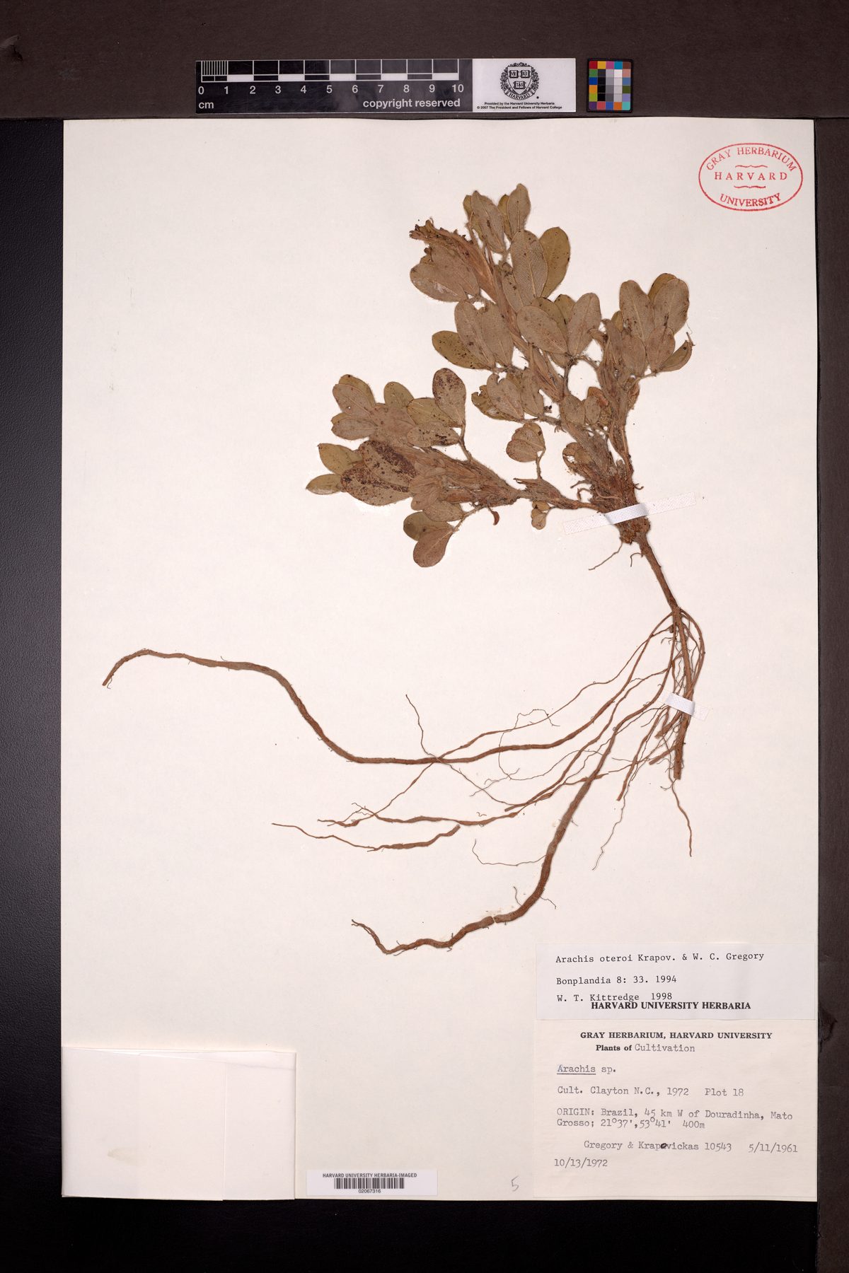 Arachis oteroi