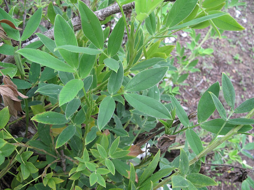 Arachis paraguariensis — photo