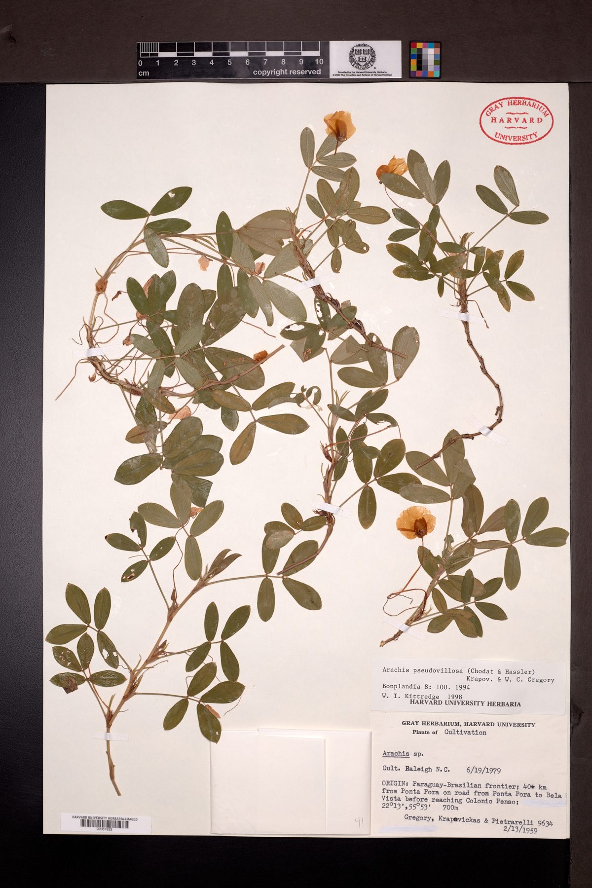 Arachis pseudovillosa