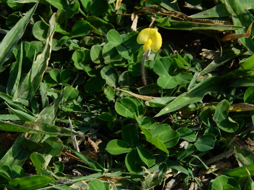 Arachis repens — photo