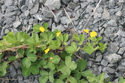 Arachis repens — photo