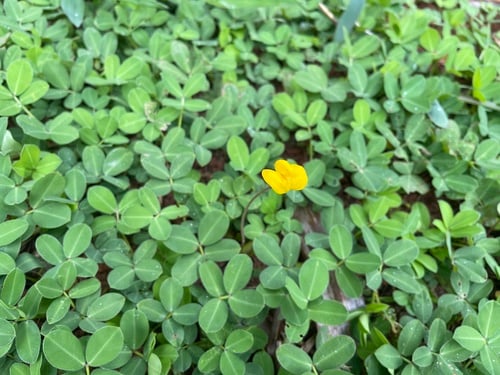 Arachis repens