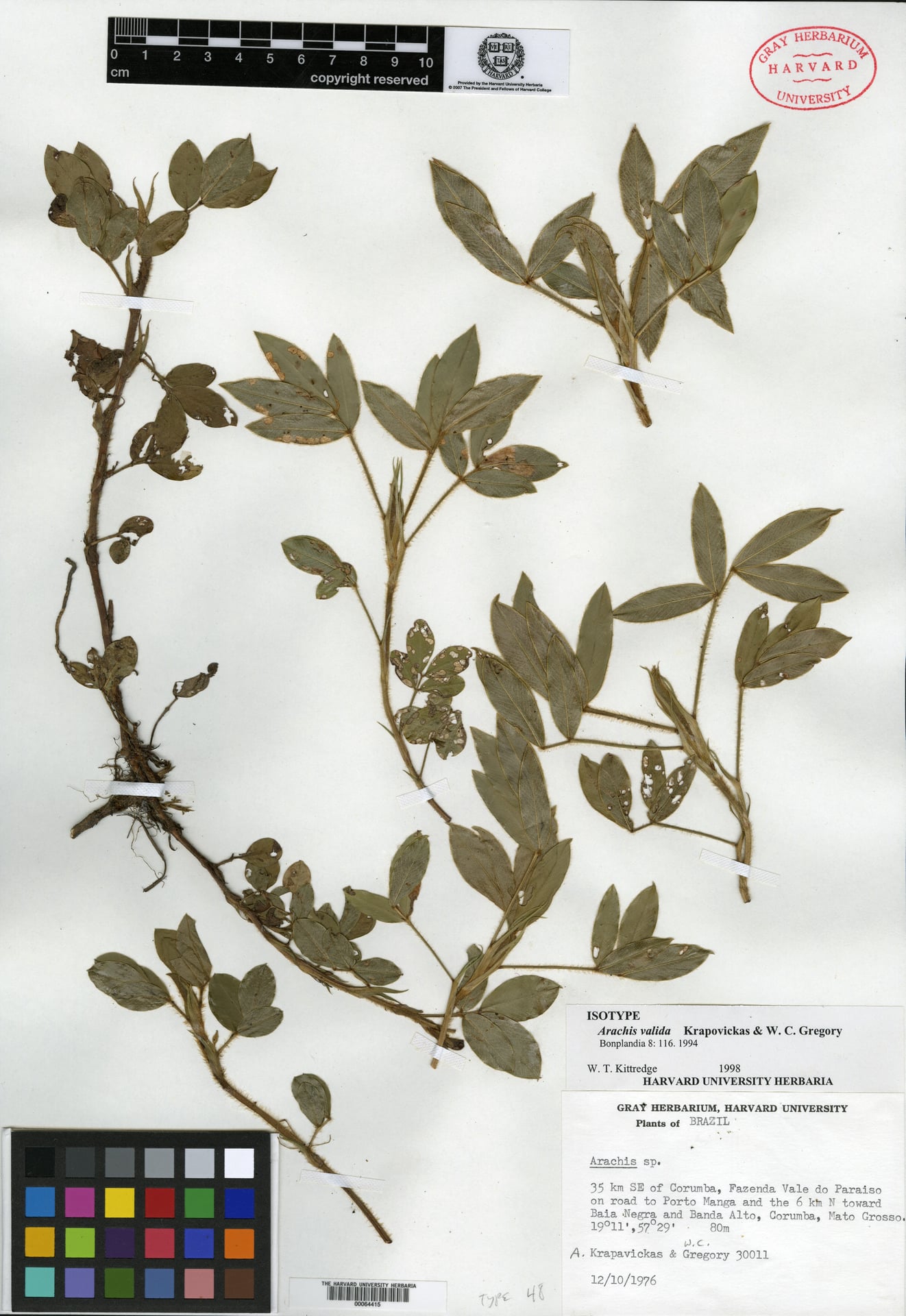 Arachis valida