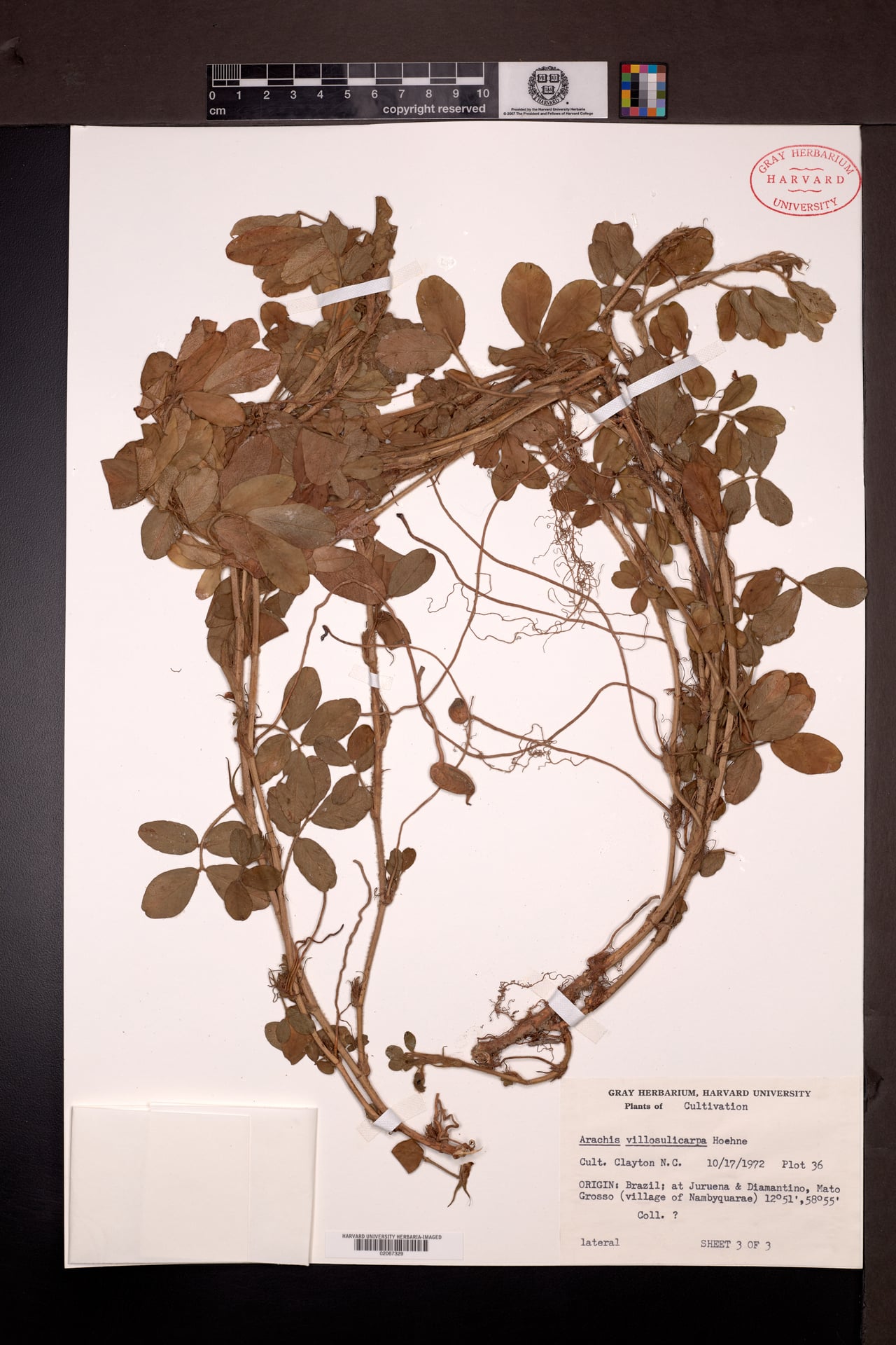 Arachis villosulicarpa (Amemdoim bravo) — photo