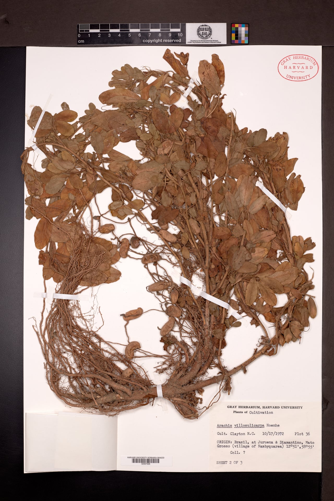 Arachis villosulicarpa (Amemdoim bravo) — photo