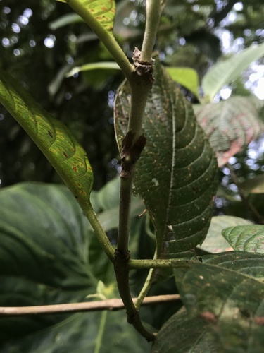 Arachnothryx reflexa — photo