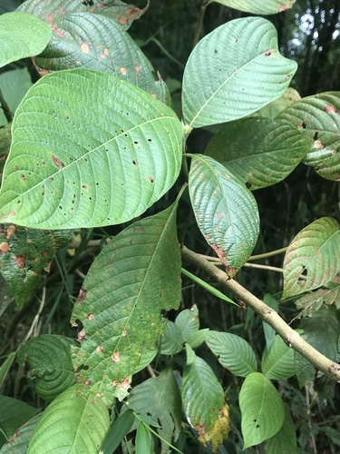 Arachnothryx reflexa — photo