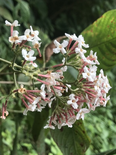 Arachnothryx reflexa