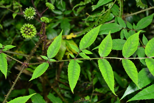 Aralia armata (Spiny vegetable) — photo