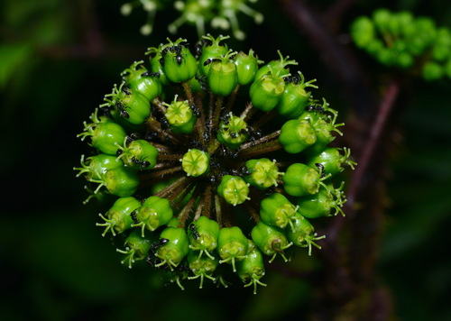 Aralia armata (Spiny vegetable) — photo
