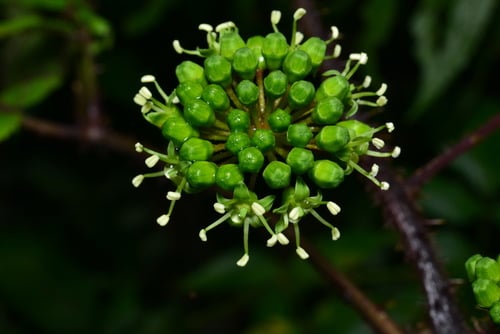 Aralia armata