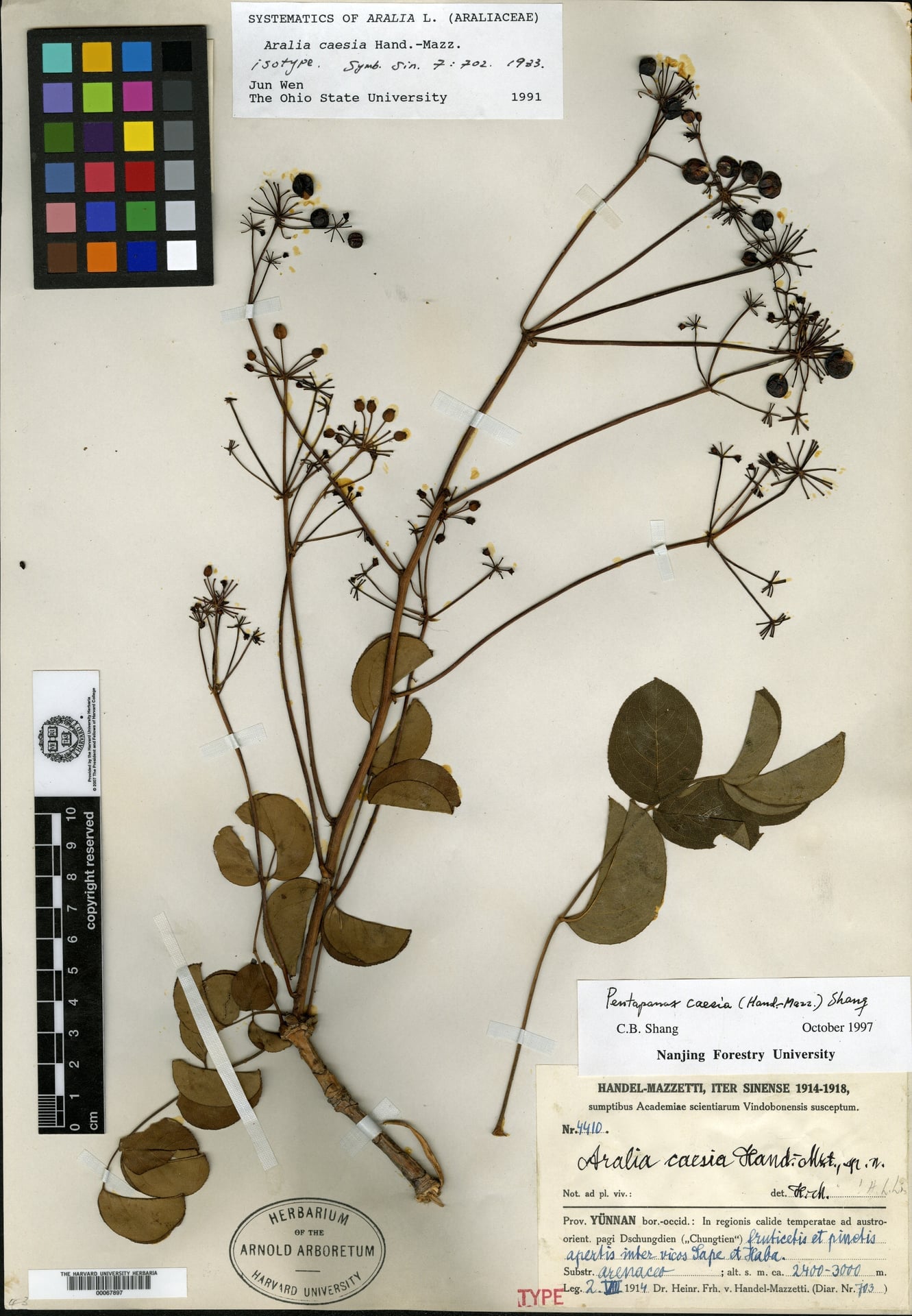 Aralia caesia