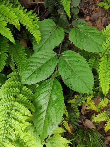 Aralia chinensis (Chinese angelica tree) — photo