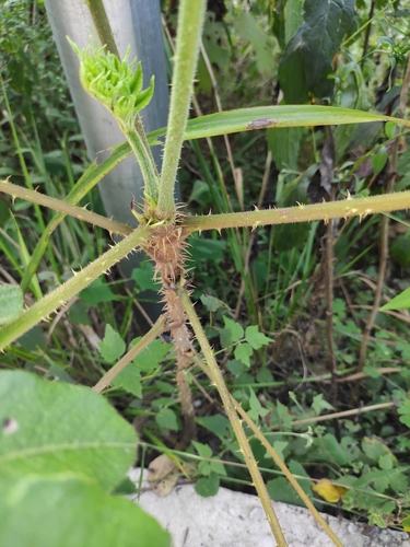 Aralia chinensis (Chinese angelica tree) — photo