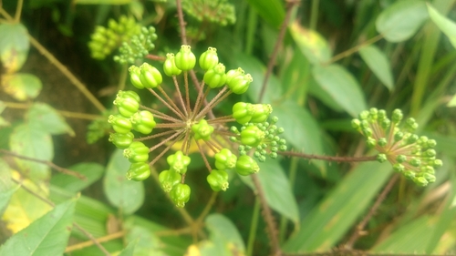 Araliaceae