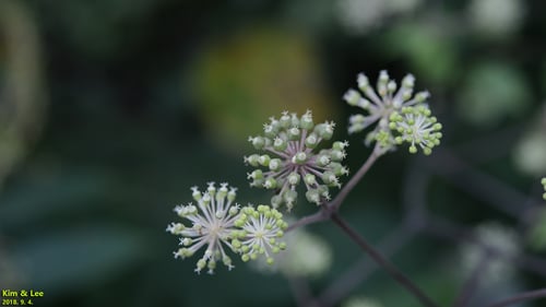 Aralia continentalis (Manchurian spikenard) — photo