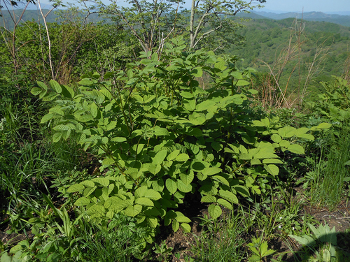 Aralia continentalis (Manchurian spikenard) — photo