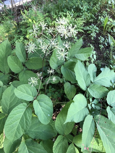 Aralia cordata (Japanese asparagus) — photo