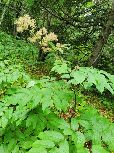 Aralia cordata (Japanese asparagus) — photo