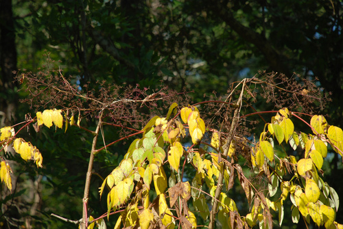 Aralia elata (Japanese angelica-tree) — photo