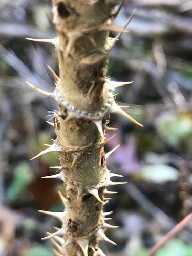 Aralia elata (Japanese angelica-tree) — photo