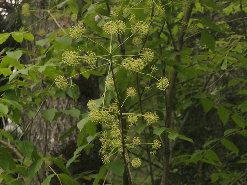 Aralia leschenaultii — photo