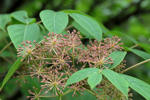 Aralia leschenaultii
