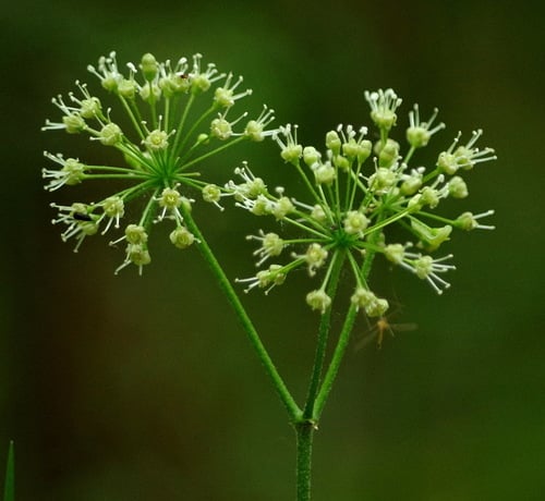 Aralia nudicaulis (Wild sarsaparilla) — photo