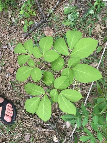 Aralia nudicaulis (Wild sarsaparilla) — photo