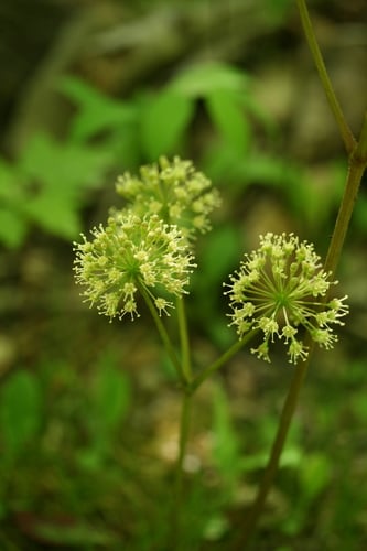 Aralia nudicaulis