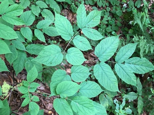 Aralia racemosa (American spikenard) — photo