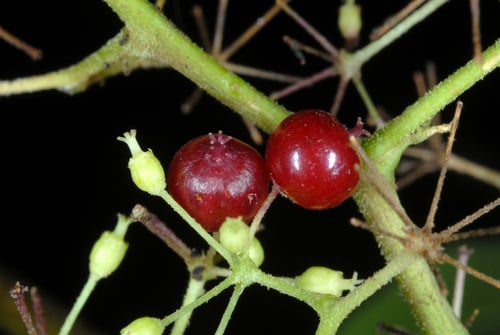 Aralia racemosa (American spikenard) — photo