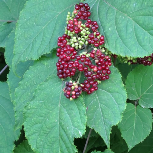 Aralia racemosa