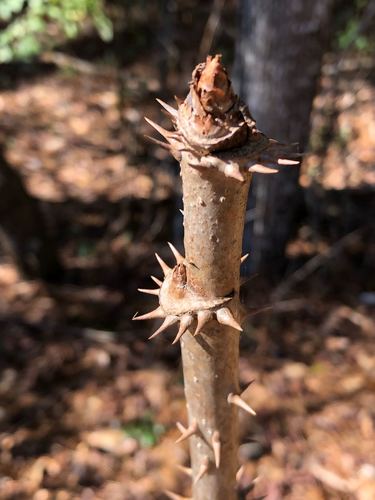 Aralia spinosa (Hercule's club) — photo