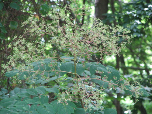 Aralia spinosa (Hercule's club) — photo