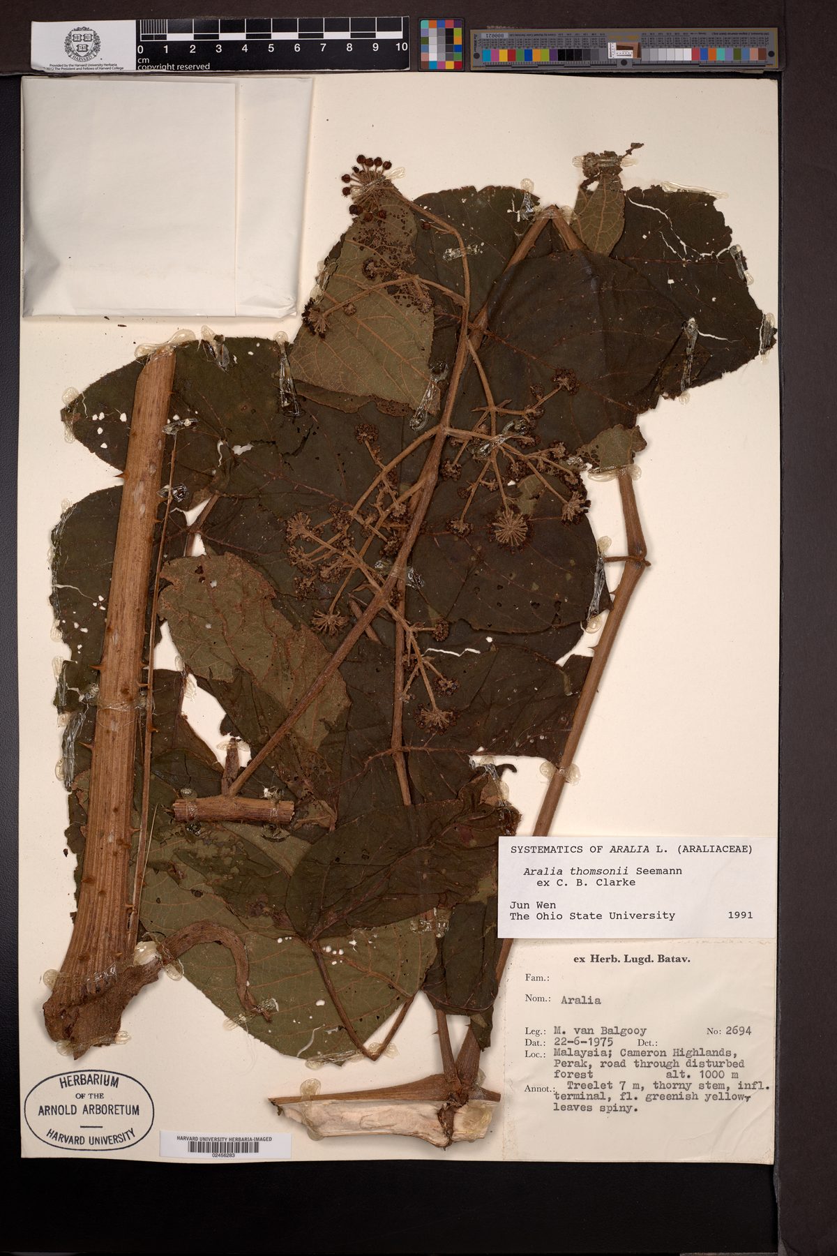 Aralia thomsonii