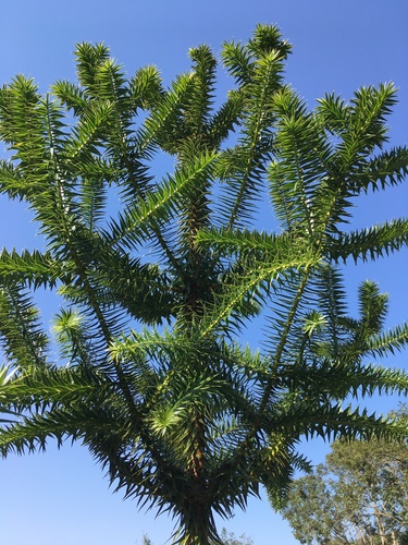 Araucaria angustifolia (Brazilian-pine) — photo