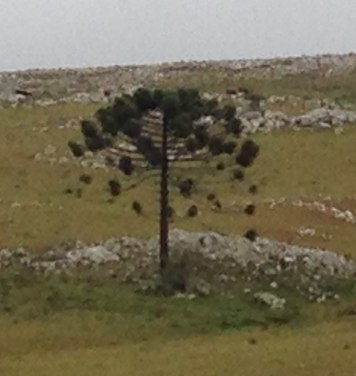 Araucaria angustifolia (Brazilian-pine) — photo
