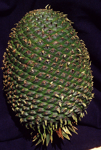 Araucariaceae