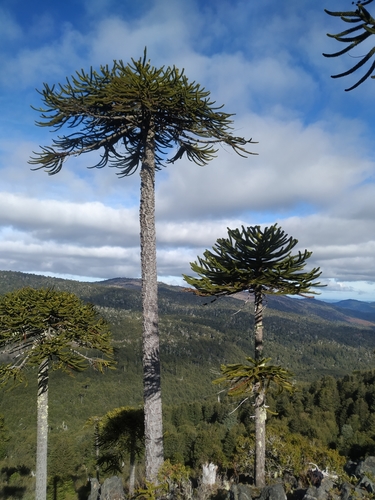 Araucaria araucana (Monkey Puzzle Tree) — photo