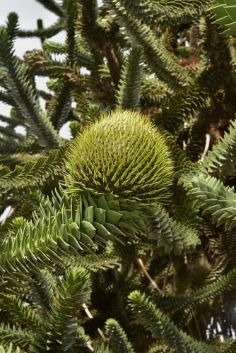 Araucaria araucana (Monkey Puzzle Tree) — photo