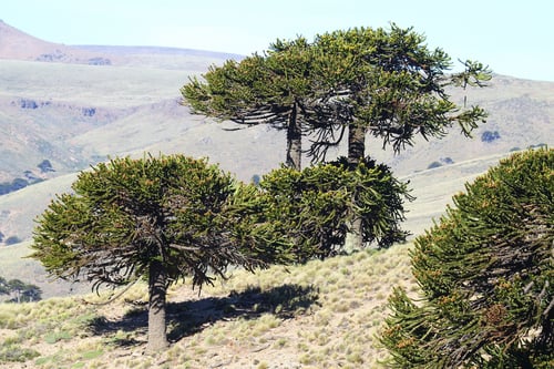 Araucaria araucana